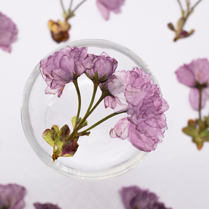 Dried Flower Bookmark - 48Pcs New Product Guanshan Cherry Blossom