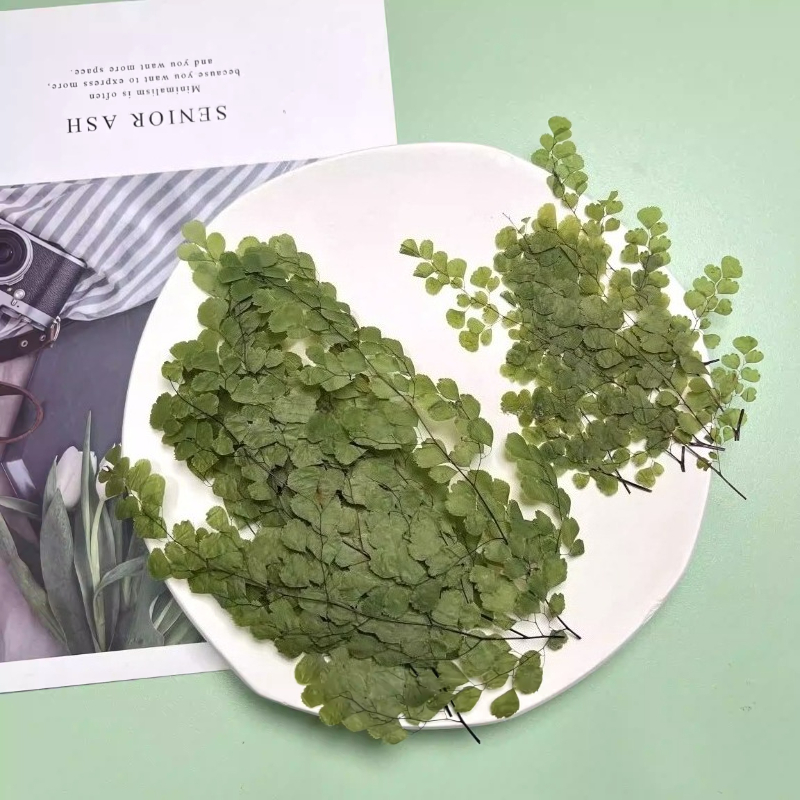 Dried Flower Bookmark - 6pcs,Natue Maidenhair Fern Pressed Dry Flowers-Epoxy