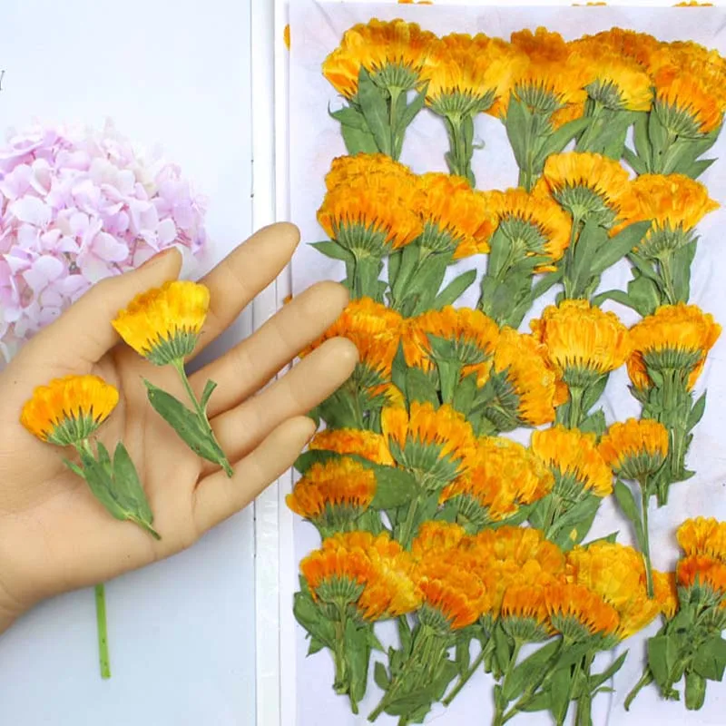 60pcs 4-6cm Side Pressed Dried - Dried Flower Bookmark 评论和价格