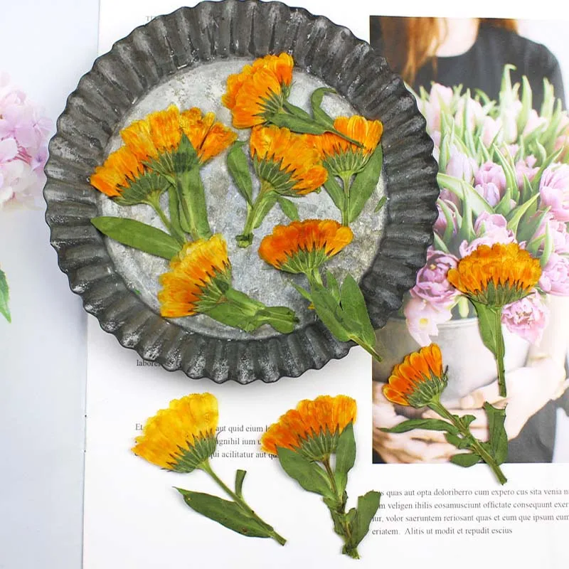 60pcs 4-6cm Side Pressed Dried - Dried Flower Bookmark 评论和价格