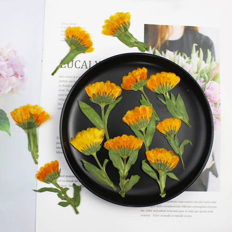 60pcs 4-6cm Side Pressed Dried - Dried Flower Bookmark 评论和价格