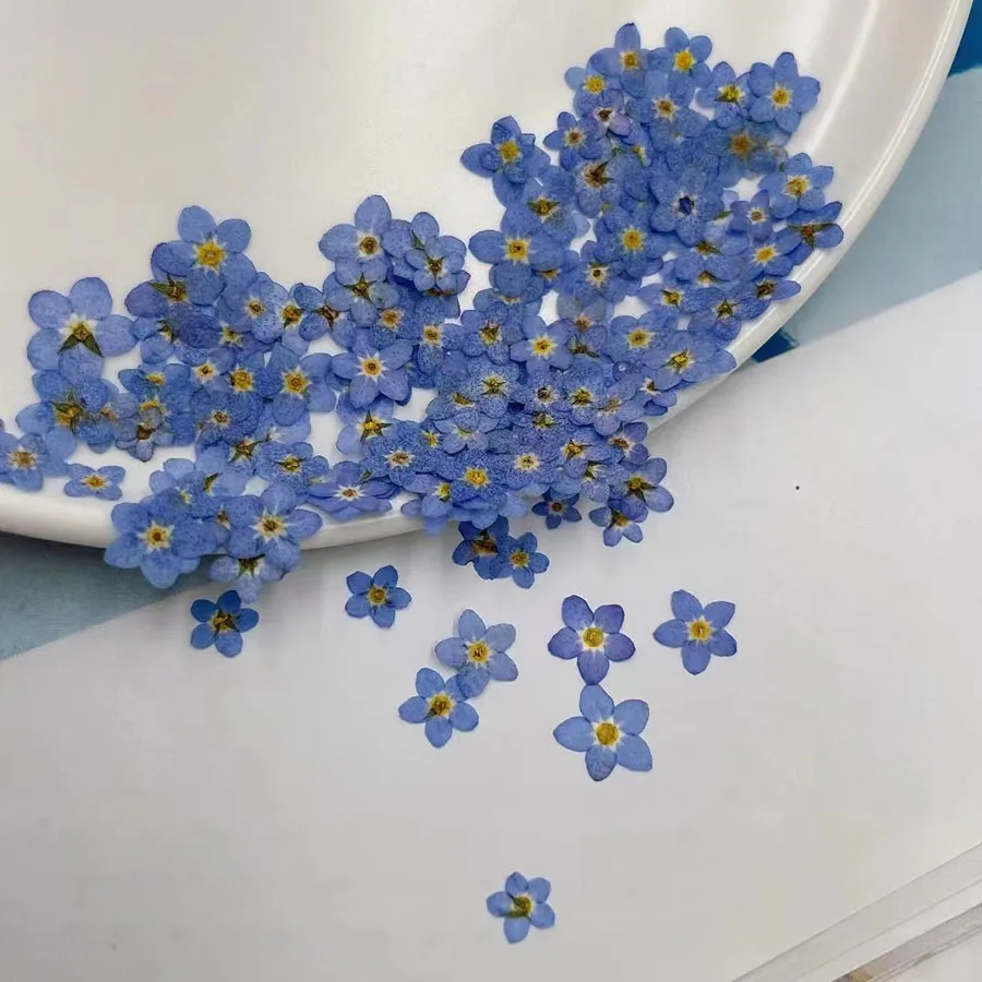 100pcs Pressed Dried Mini Blue - Dried Flower Bookmark 评论和价格