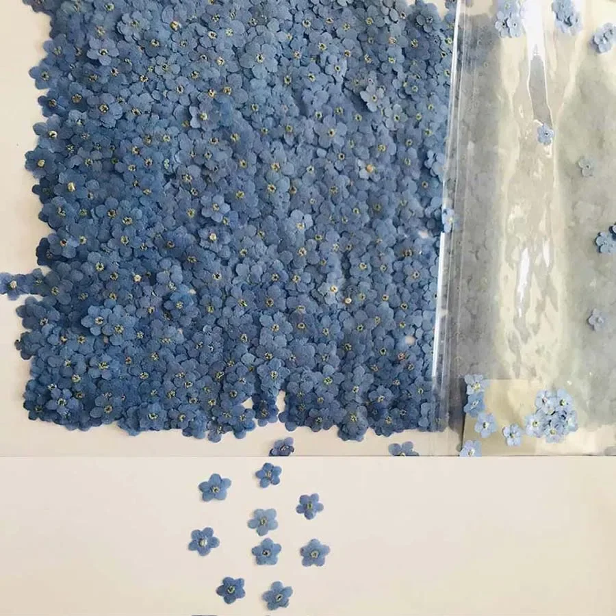 100pcs Pressed Dried Mini Blue - Dried Flower Bookmark 评论和价格