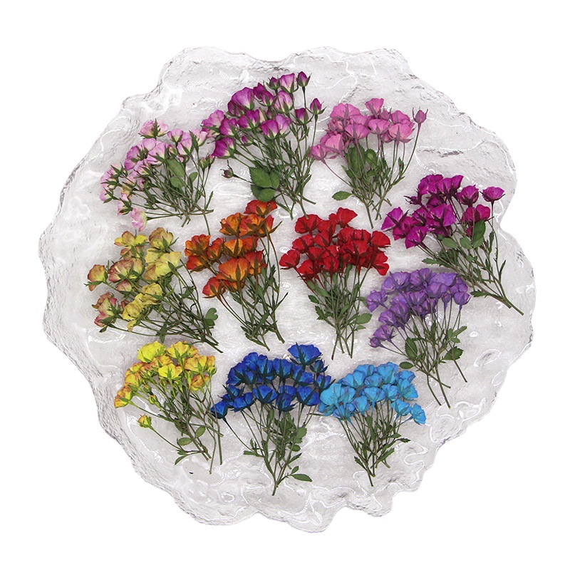 36X Pressed Dried Multi-heads  - Dried Flower Bookmark 评论和价格