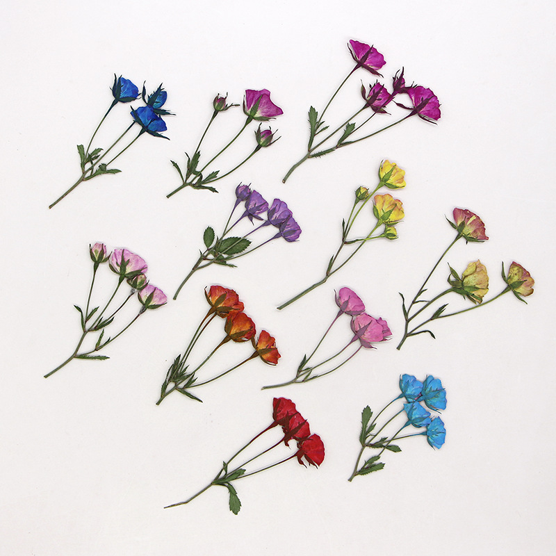 36X Pressed Dried Multi-heads  - Dried Flower Bookmark 评论和价格
