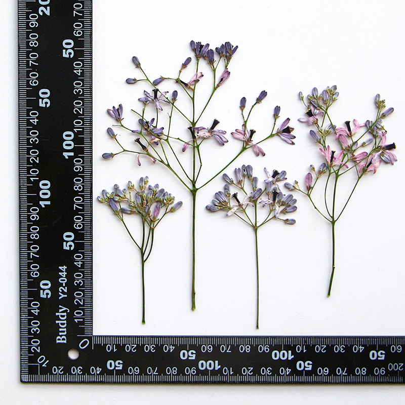 120pcs Pressed Dried Melia Aze - Dried Flower Bookmark 评论和价格