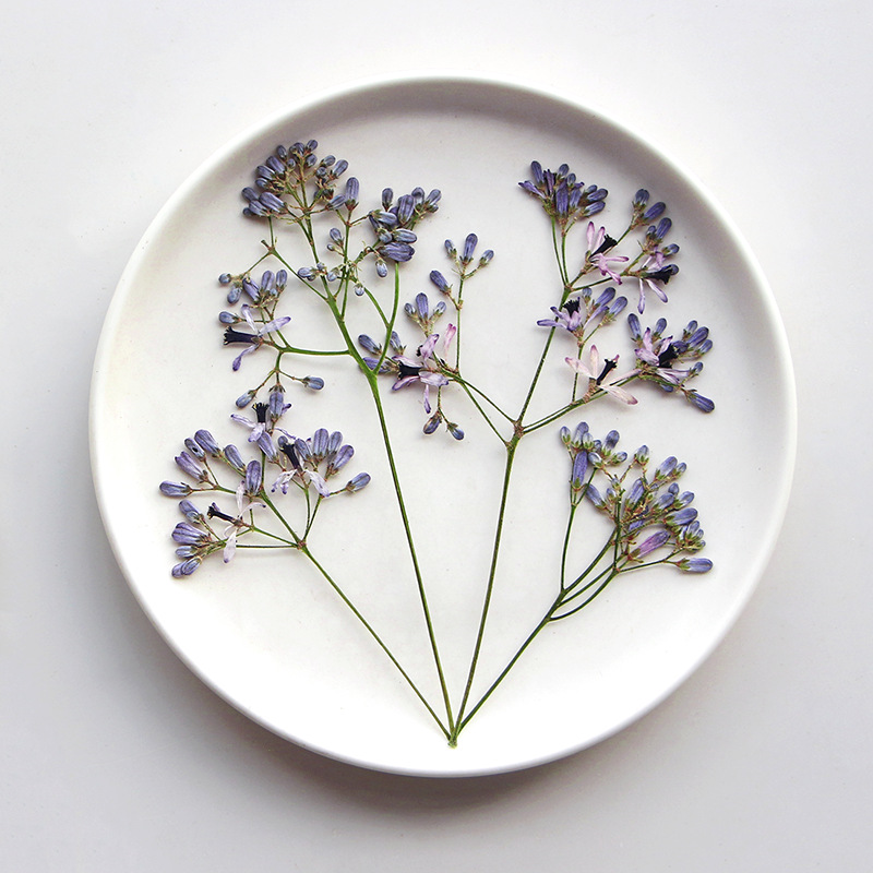 120pcs Pressed Dried Melia Aze - Dried Flower Bookmark 评论和价格