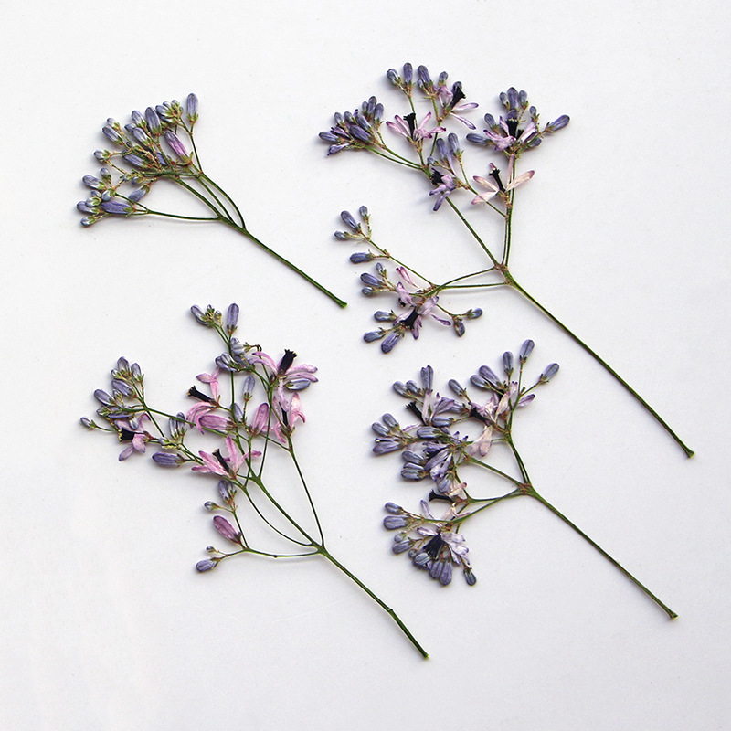 120pcs Pressed Dried Melia Aze - Dried Flower Bookmark 评论和价格