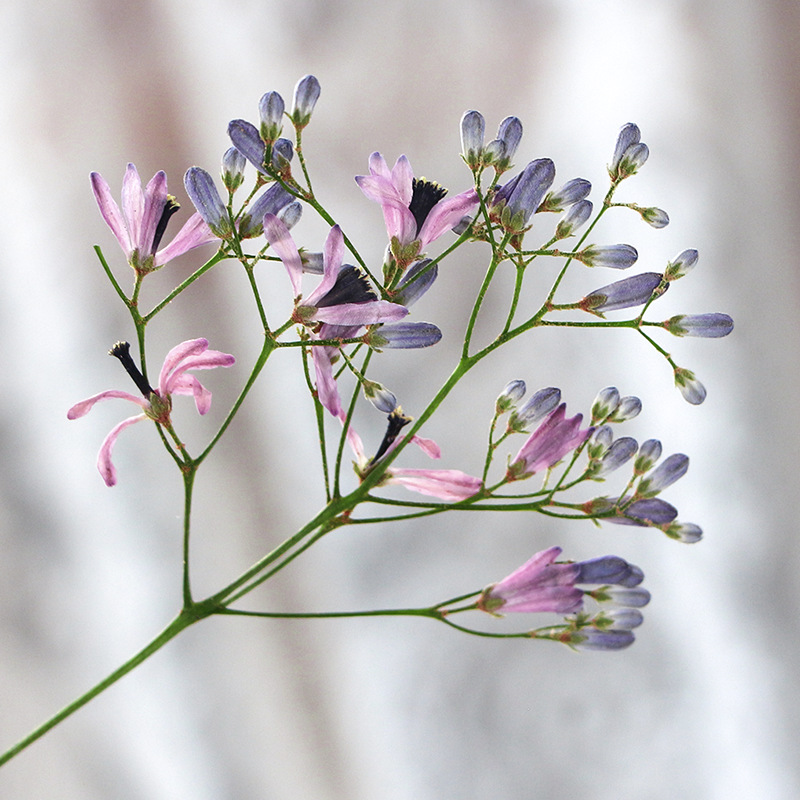 120pcs Pressed Dried Melia Aze - Dried Flower Bookmark 评论和价格