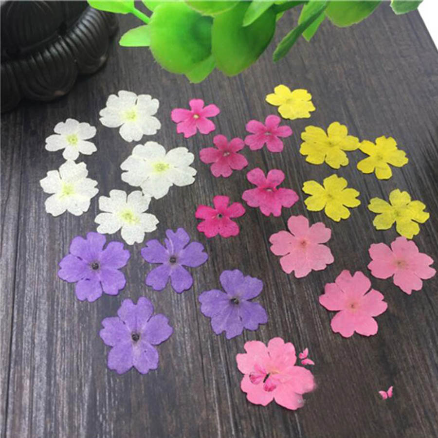 60pcs 1-2cm Pressed Dried Dyed - Dried Flower Bookmark 评论和价格
