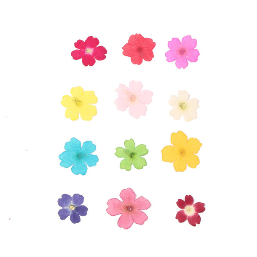 60pcs 1-2cm Pressed Dried Dyed - Dried Flower Bookmark 评论和价格