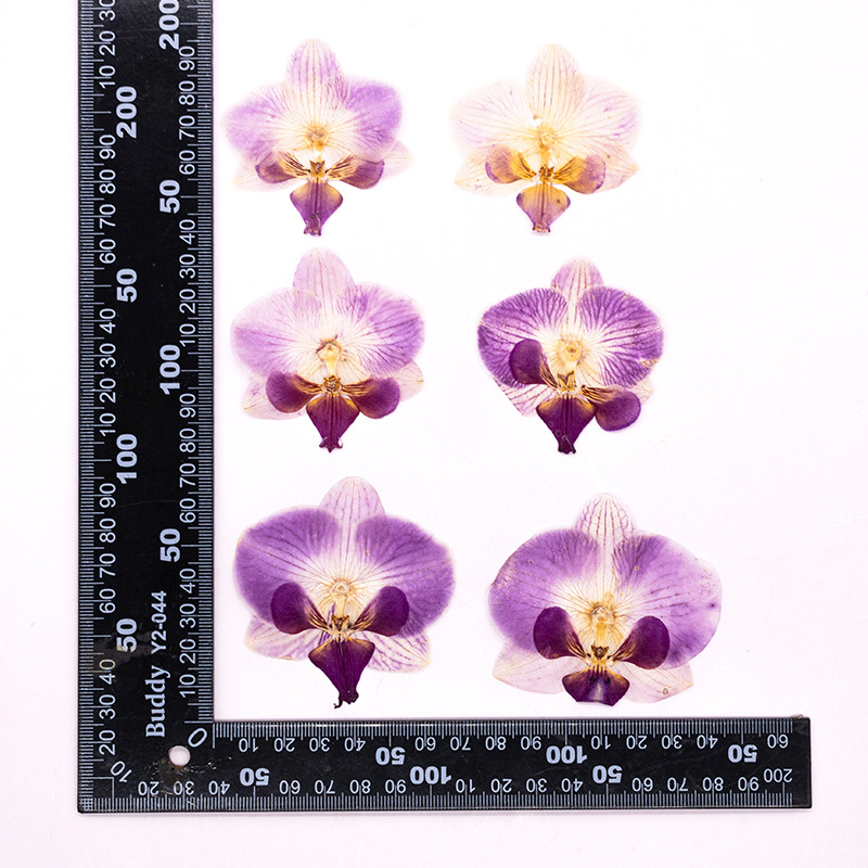 4 Pcs Pressed Dried Phalaenops - Dried Flower Bookmark 评论和价格