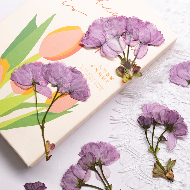 48Pcs New Product Guanshan Che - Dried Flower Bookmark 评论和价格