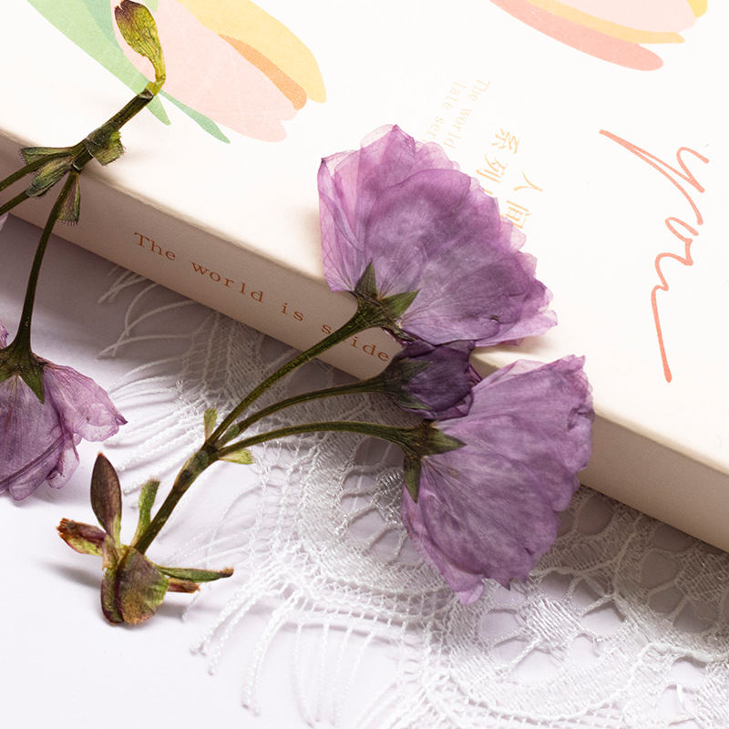 48Pcs New Product Guanshan Che - Dried Flower Bookmark 评论和价格