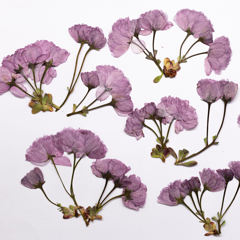 48Pcs New Product Guanshan Che - Dried Flower Bookmark 评论和价格