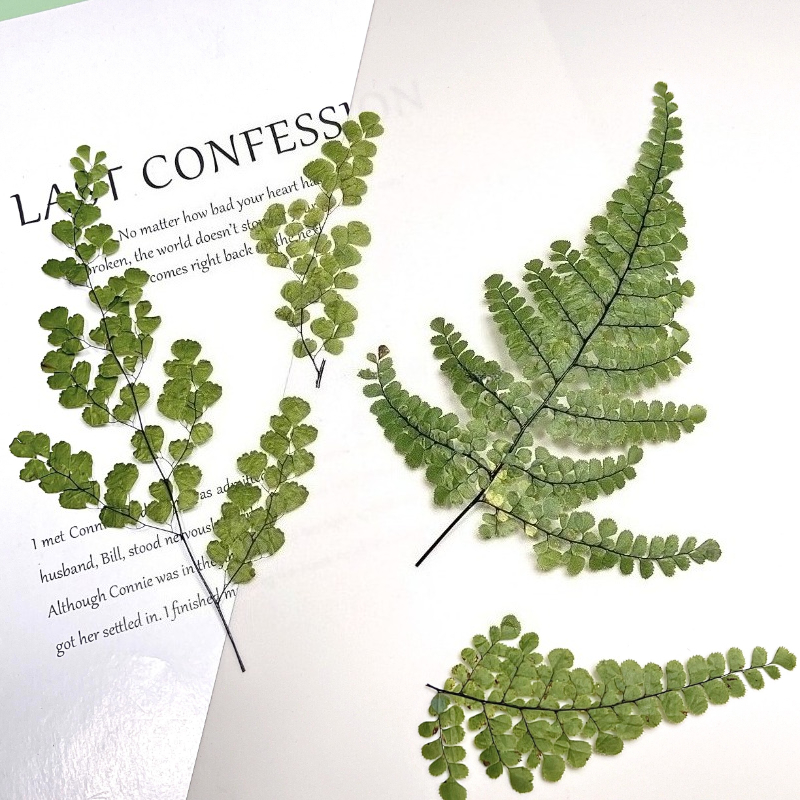 6pcs,Natue Maidenhair Fern Pre - Dried Flower Bookmark 评论和价格