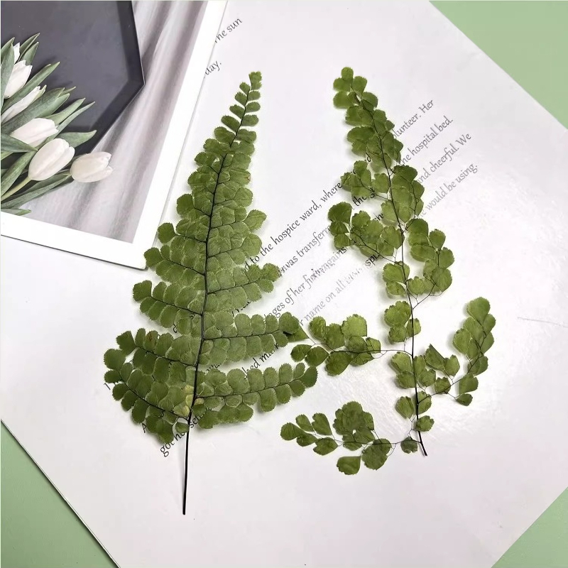 6pcs,Natue Maidenhair Fern Pre - Dried Flower Bookmark 评论和价格
