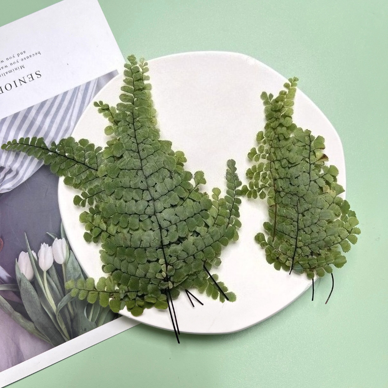 6pcs,Natue Maidenhair Fern Pre - Dried Flower Bookmark 评论和价格