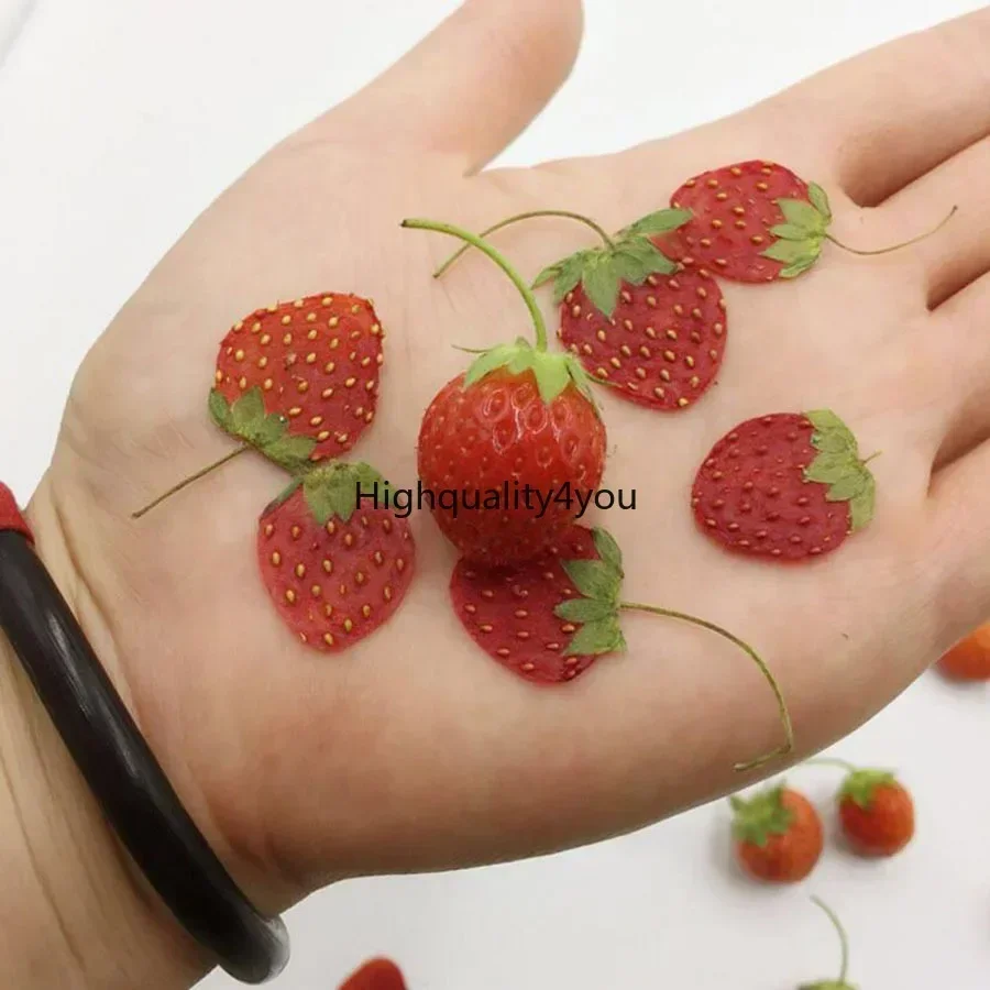 10pcs Dried Pressed Mini Fruit - Dried Flower Bookmark 评论和价格